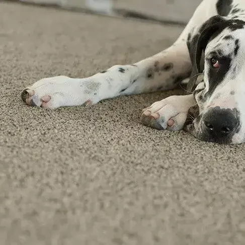 Dog on Carpet | Reinhold Flooring
